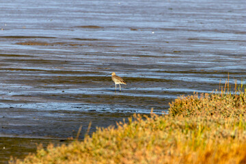 Eurasian Curlew (Numenius arquata) - Found in wetlands and mudflat -  spotted at Bull Island, Dublin.