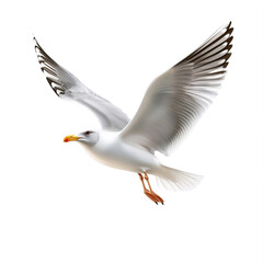 Fototapeta premium birds on a white background, white seagull in flight on a white isolated background