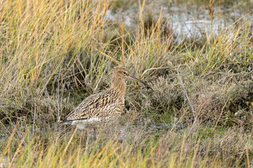 Eurasian Curlew (Numenius arquata) - Found in wetlands and mudflat -  spotted at Bull Island, Dublin.