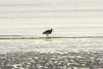 Eurasian Curlew (Numenius arquata) - Found in wetlands and mudflat -  spotted at Bull Island, Dublin.