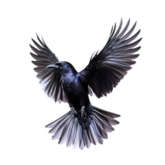 Naklejka premium birds on a white background, black dove in flight on a white isolated background
