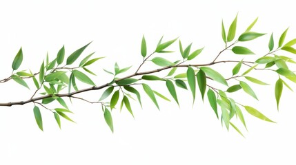 A bamboo branch displays an array of lush green leaves, elegantly stretching across a white background, symbolizing purity and nature's serenity in simple design