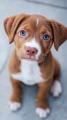A delightful brown puppy with striking blue eyes sits comfortably on a concrete floor, basking in the tranquility and warmth with a relaxed demeanor.