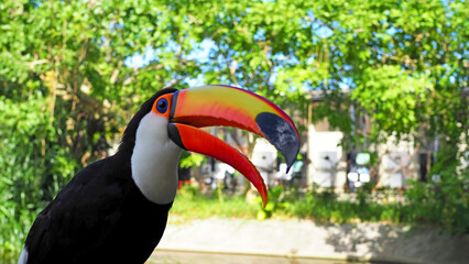 Fototapeta premium カラフルできれいな色をしたオニオオハシ 接写