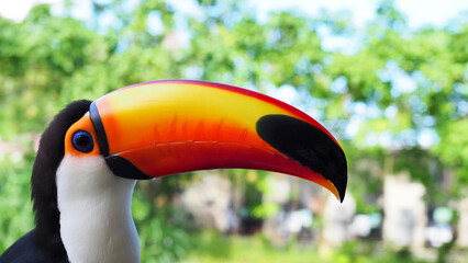 Fototapeta premium カラフルできれいな色をしたオニオオハシ 接写