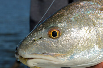 Closeup of Redfish Face