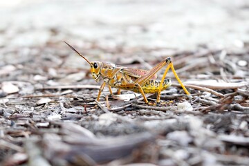 Grasshopper Closeup