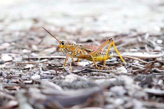Grasshopper Closeup - Powered by Adobe