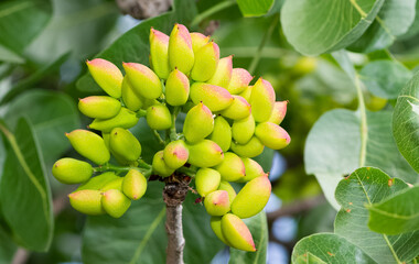 photo of fresh pistachios on a tree
