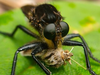 Animal closeup