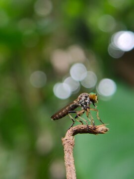 Macro rober