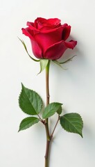 Fototapeta premium A stunning single red rose stands out against the purest white backdrop, highlighting its vibrant color and elegant shape, solo bloom, rose