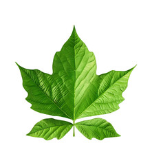 Close-Up of Bright Green Leaf  on cut out background