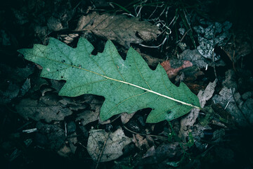 A close up of a fallen green Oak leaf in the forest