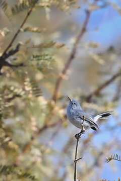 Gnatcatcher
