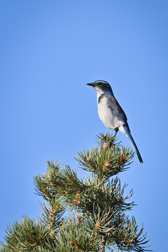 blue jay on a branch