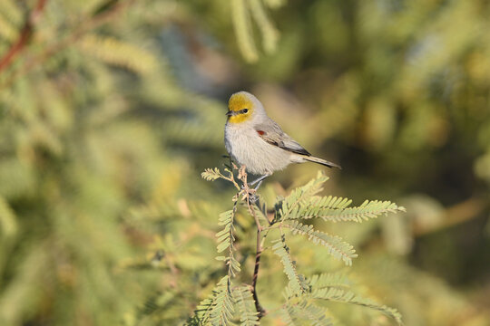 Verdin on a branch