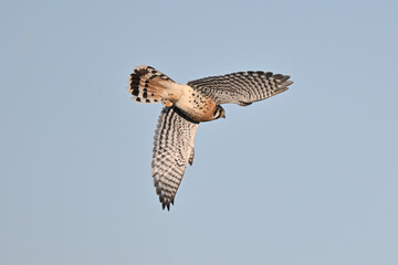 America Kestrel in Flight