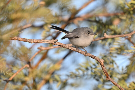 Gnatcatcher