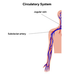 Circulatory human system half upper body medical diagram anatomy