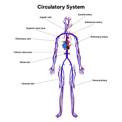 Circulatory human system full body medical diagram anatomy