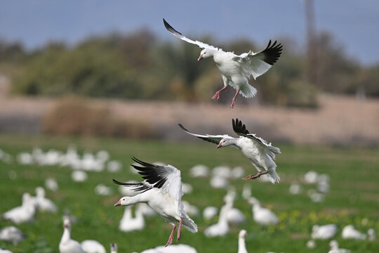 Snow Geese Landing in a Field