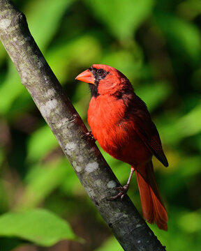 red cardinal on a branch