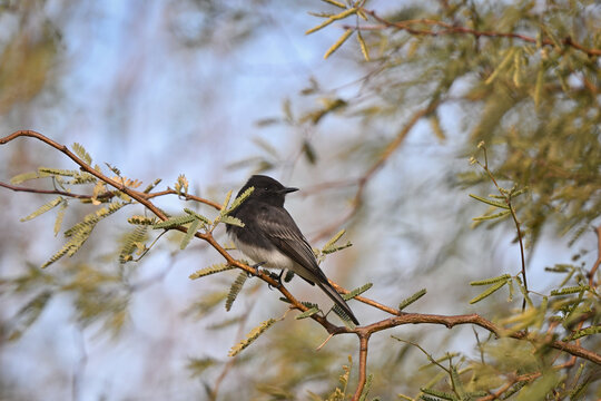Black Phoebe Flycatcher on a Branch