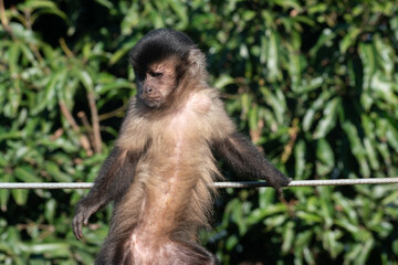 Portrait of a young macaque at a park in a sunny day in Rio de Janeiro, Brazil