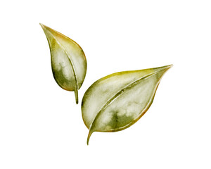 Obraz premium Watercolor leaves pattern perfect for retro garden textile designs