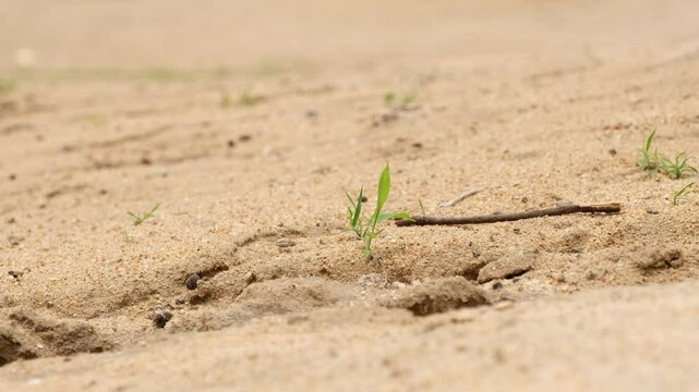 ""A close-up view of a soil surface,showcasing the simplicity and texture of nature and life."