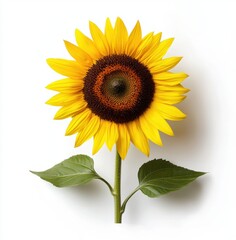 Obraz premium Vibrant Sunflower Displaying Bright Yellow Petals and Green Leaves