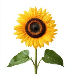 Bright and Cheerful Sunflower Standing Tall with Green Leaves