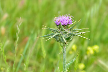 wild plants, wild thorn photos