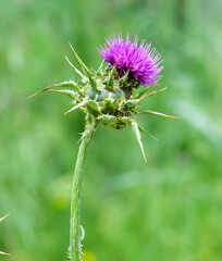 wild plants, wild thorn photos
