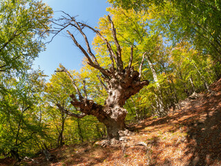 Demerdzhi Natural Park, sunny beech woods. Bright autumn landscape