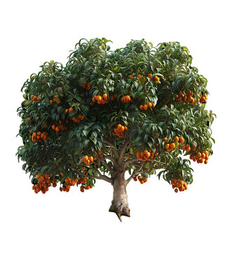 Lush Tree Richly Laden with Vibrant manggo on cut out background