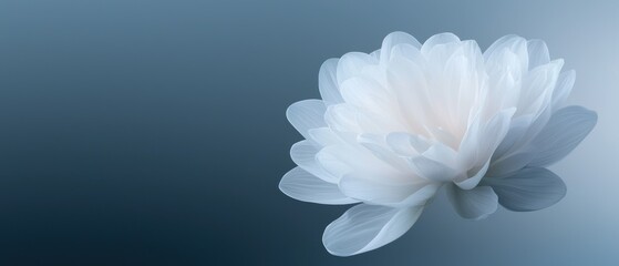Obraz premium A white flower is floating on a blue background