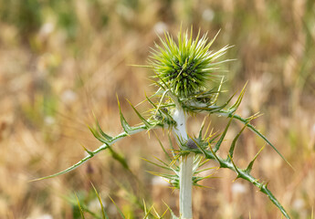plants growing in natural areas. natural thorn photos.