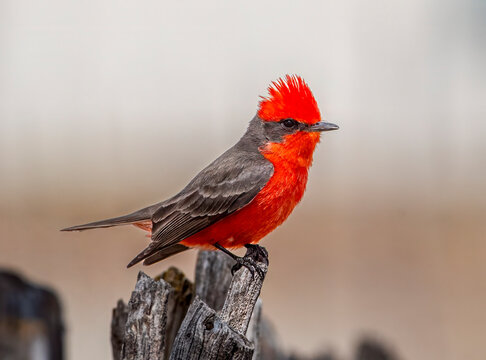 Male Vermillion Flycatcher