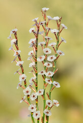 wild plants, photos of small white flowers