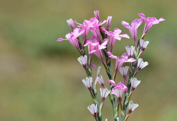 wild plants, photos of small white flowers