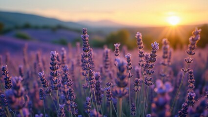 Naklejka premium Vibrant Lavender Fields in Provence at Sunset, Golden Light, Rolling Hills, Detailed Blooms