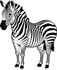 Zebra illustraiotn