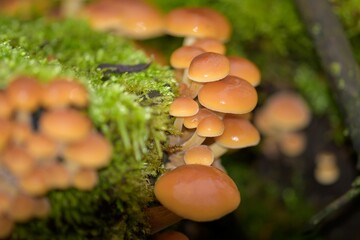 Orange mushrooms on mossy forest floor
