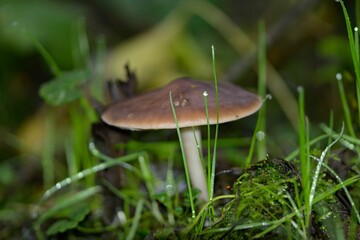 Wild Mushroom in a Green Forest