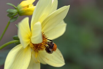 A bumblebee collects pollen from a yellow flower