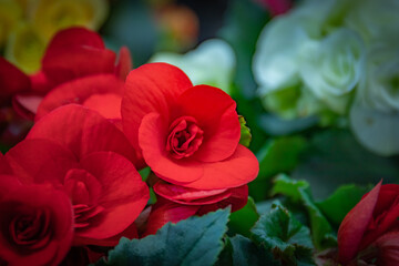 Artistic photo of a red rose Bud, on a natural blurred background. Close up. For design, texture, and background.