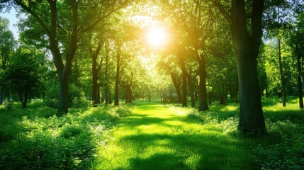 Fototapeta premium Sunlit Forest Path: A Tranquil Summer Scene