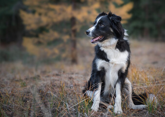 Sheep Dog Sitting In Meadow With Larches